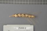 Click for 1 image(s) for this accession. Spike